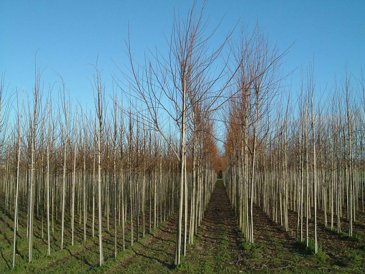 Acer saccharinum op stam Acer saccharinum op stam