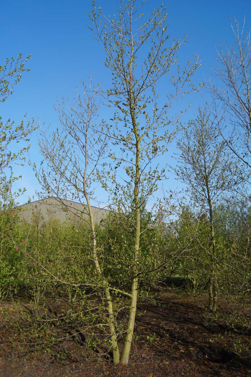 Alnus cordata meerstammig / struik meerstammig
