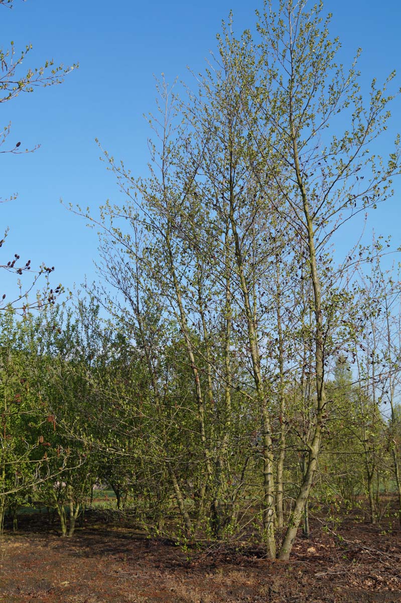 Alnus cordata meerstammig / struik meerstammig
