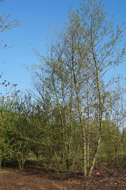 Alnus cordata meerstammig / struik meerstammig