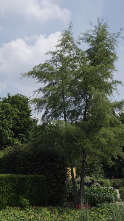 Alnus glutinosa 'Imperialis' meerstammig / struik meerstammig