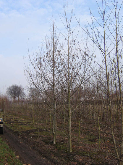 Alnus incana solitair solitair