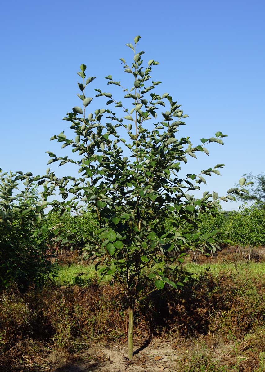 Alnus incana solitair solitair
