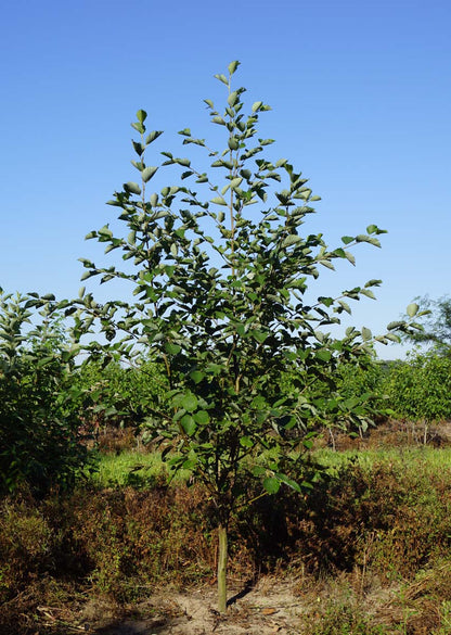 Alnus incana solitair solitair