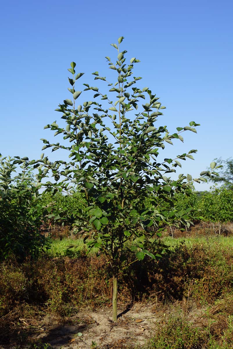 Alnus incana solitair solitair