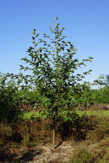 Alnus incana solitair solitair