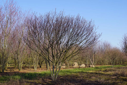 Amelanchier canadensis 'Glennform' meerstammig meerstammig