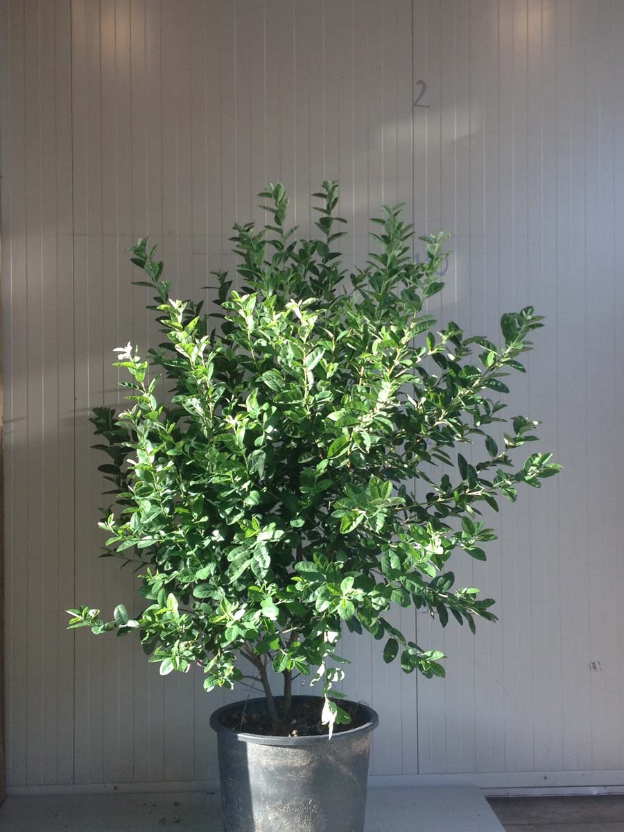 Amelanchier canadensis 'Glennform' meerstammig meerstammig