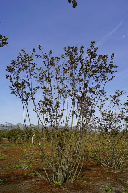 Aronia prunifolia meerstammig / struik meerstammig