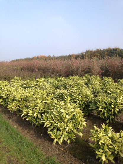 Aucuba japonica 'Variegata' meerstammig / struik meerstammig