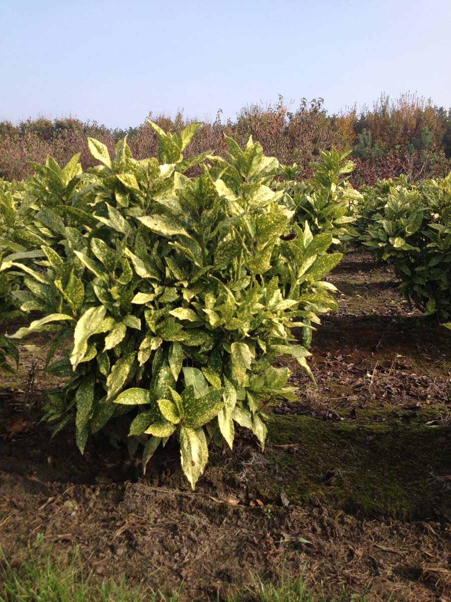 Aucuba japonica 'Variegata' meerstammig / struik meerstammig