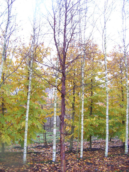 Betula utilis albosinensis op stam op stam