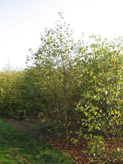 Betula nigra meerstammig / struik meerstammig