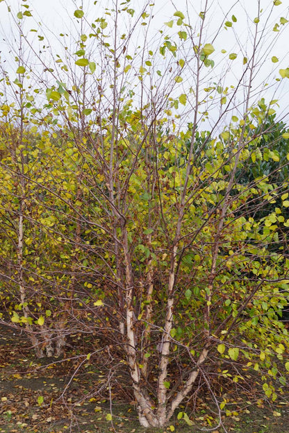 Betula nigra meerstammig / struik meerstammig