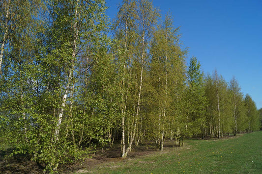 Betula pendula meerstammig / struik meerstammig