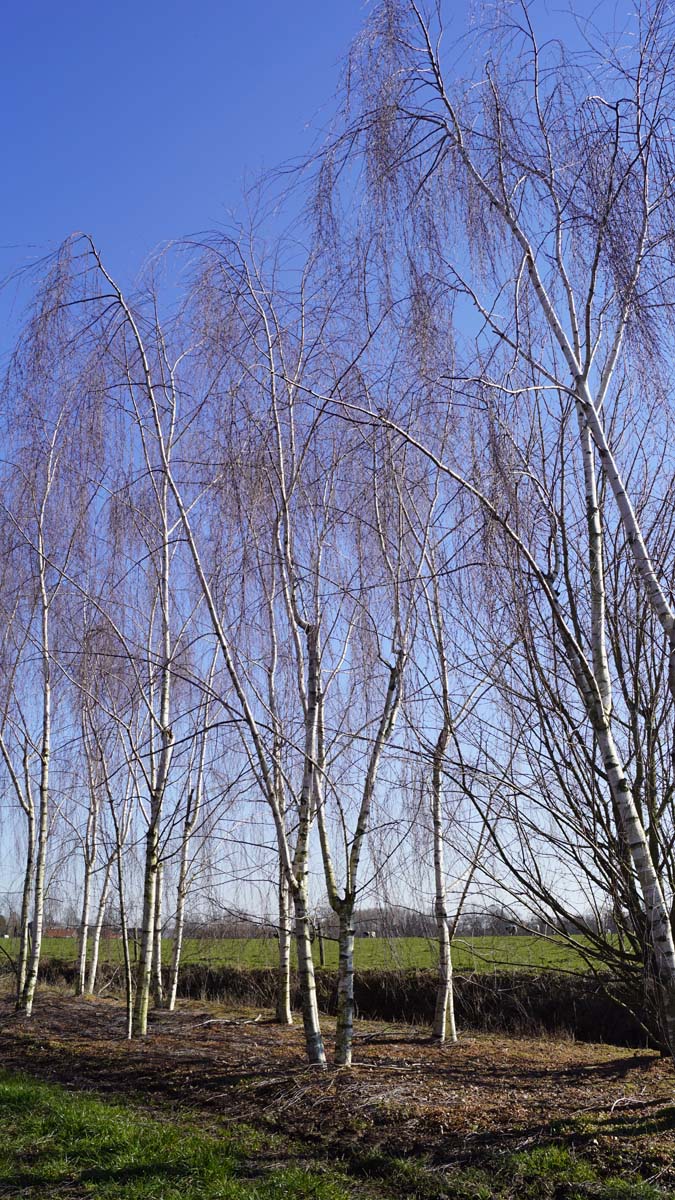 Betula pendula 'Tristis' meerstammig / struik meerstammig