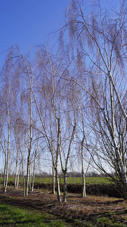 Betula pendula 'Tristis' meerstammig / struik meerstammig