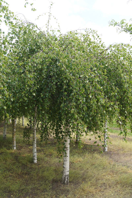 Betula pendula 'Youngii' op stam