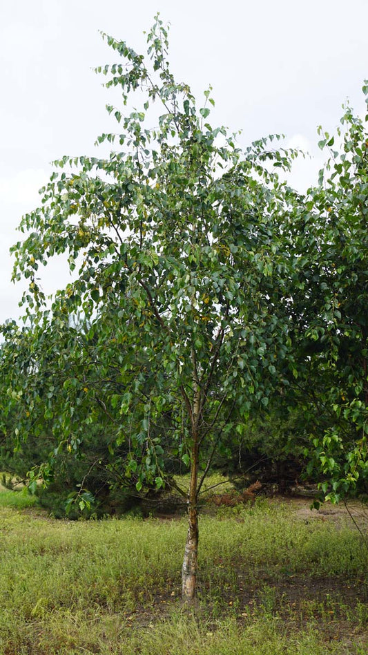 Betula utilis albosinensis solitair solitair
