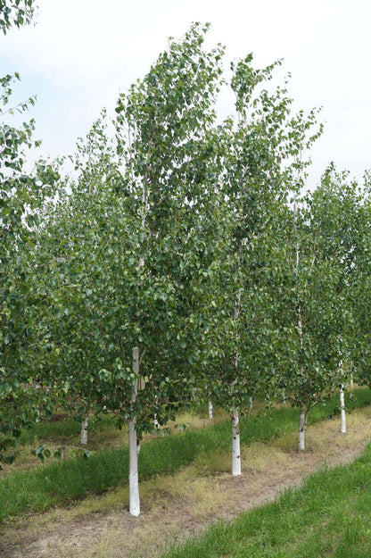 Betula utilis 'Doorenbos' solitair solitair