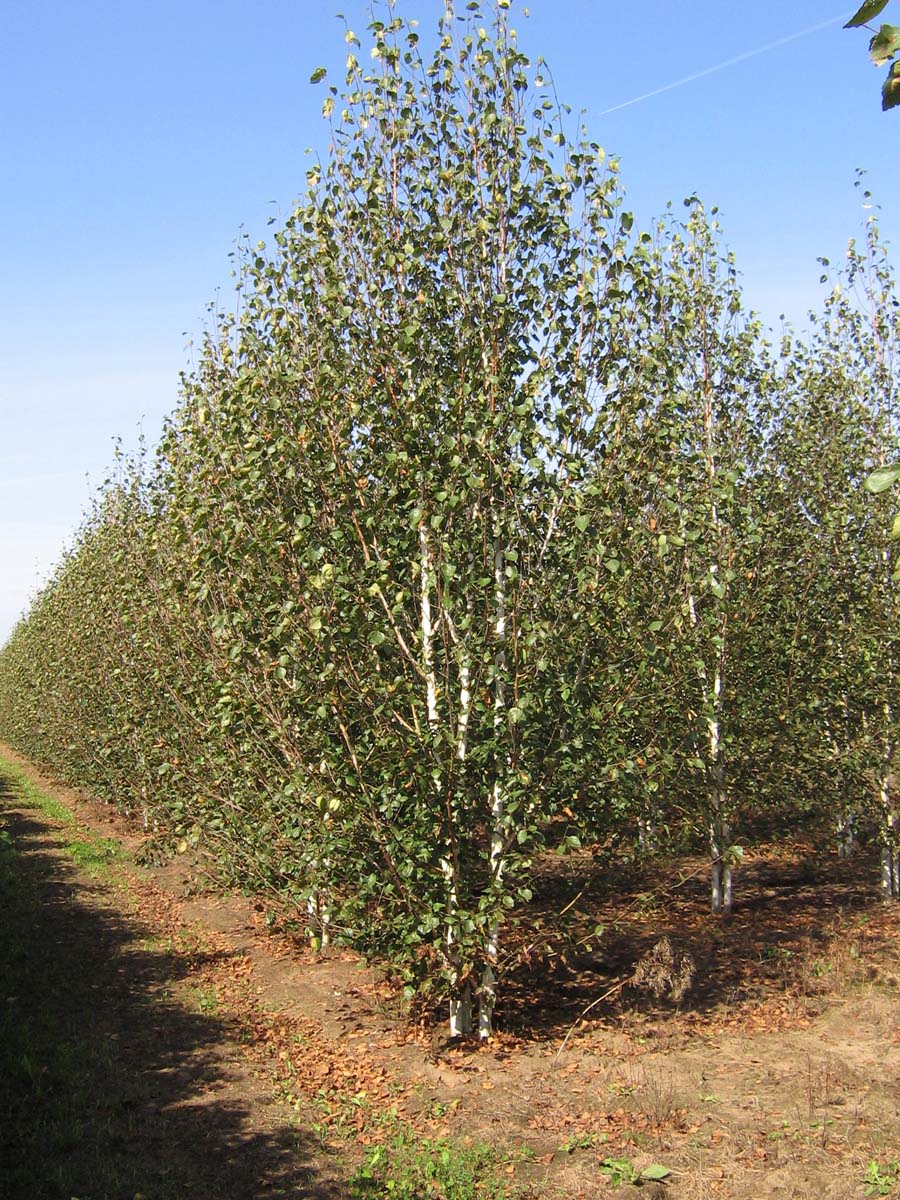 Betula utilis 'Doorenbos' meerstammig / struik meerstammig
