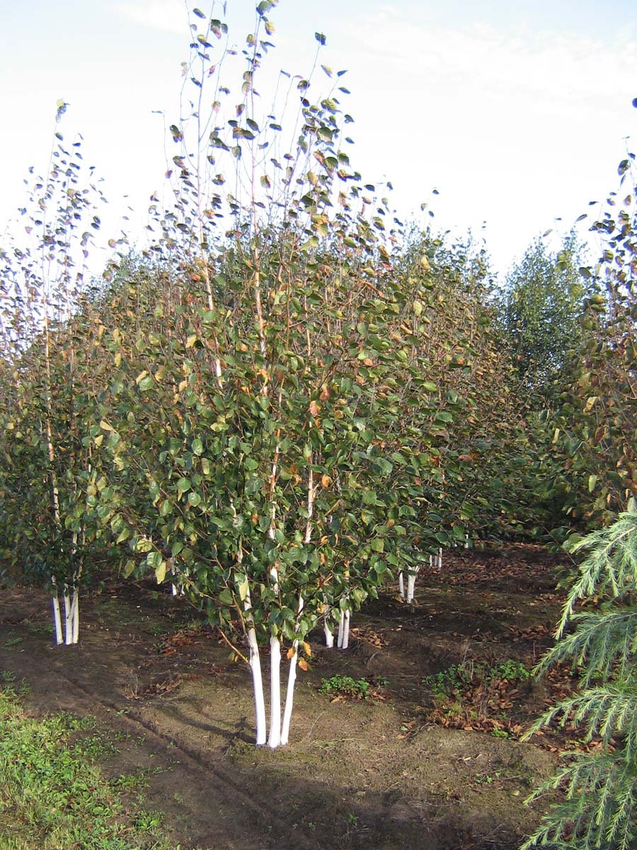 Betula utilis 'Doorenbos' meerstammig / struik meerstammig