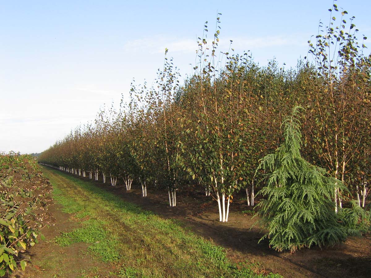 Betula utilis 'Doorenbos' meerstammig / struik meerstammig