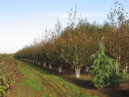 Betula utilis 'Doorenbos' meerstammig / struik meerstammig