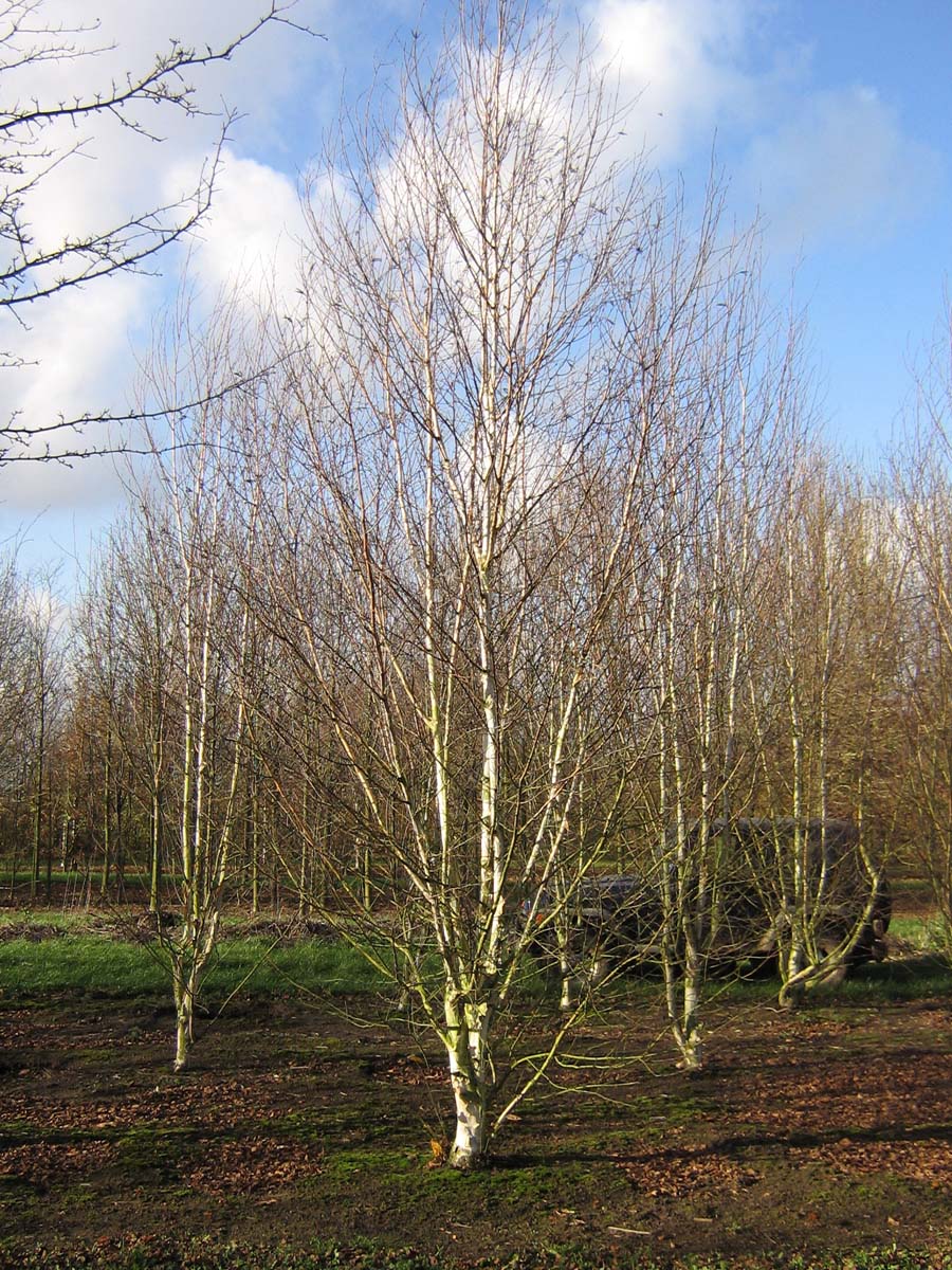 Betula utilis 'Doorenbos' solitair solitair