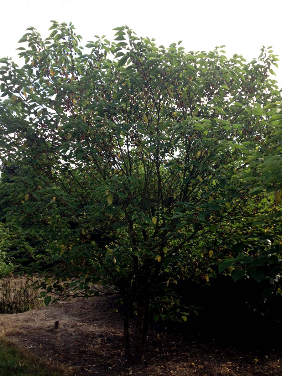 Broussonetia papyrifera meerstammig / struik meerstammig