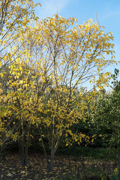 Broussonetia papyrifera meerstammig / struik meerstammig