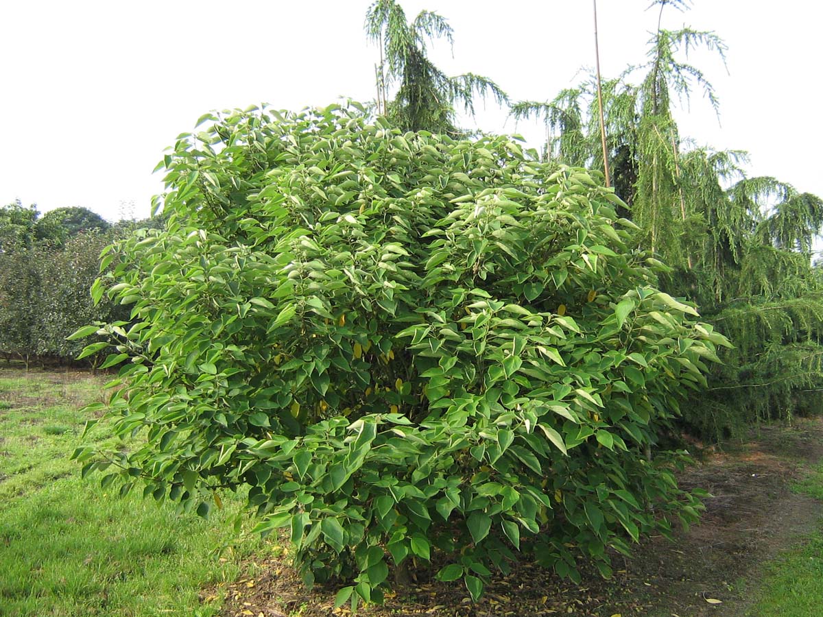 Broussonetia papyrifera meerstammig / struik meerstammig