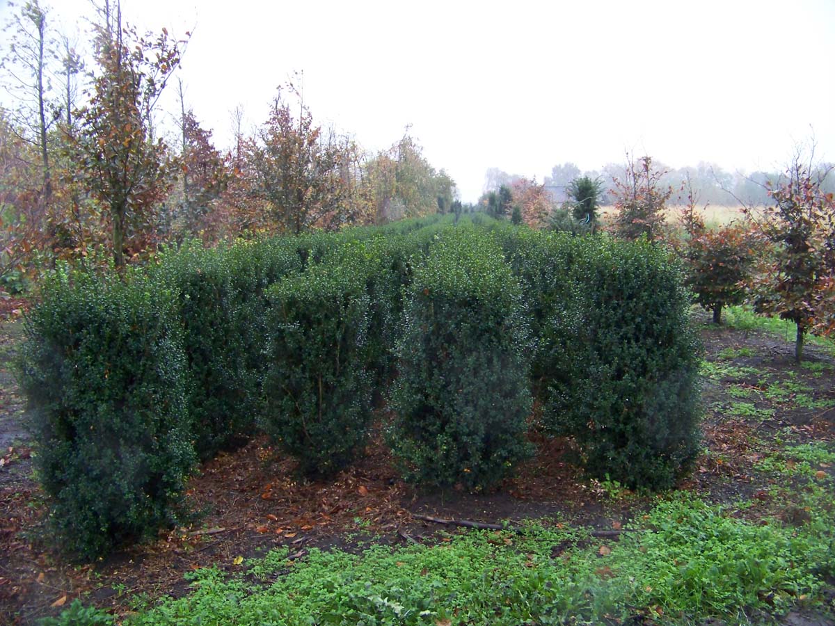 Buxus sempervirens solitair