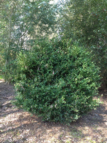 Buxus sempervirens solitair