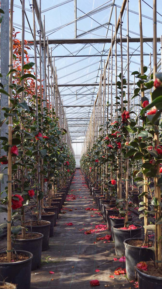 Camellia japonica 'Principessa Baciocchi' Tuinplanten