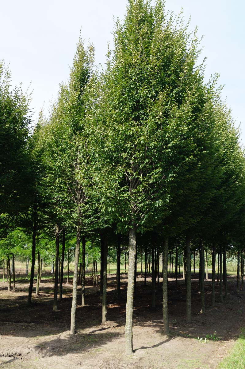 Carpinus betulus 'Fastigiata' op stam op stam