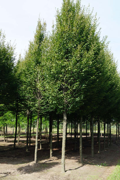 Carpinus betulus 'Fastigiata' op stam op stam