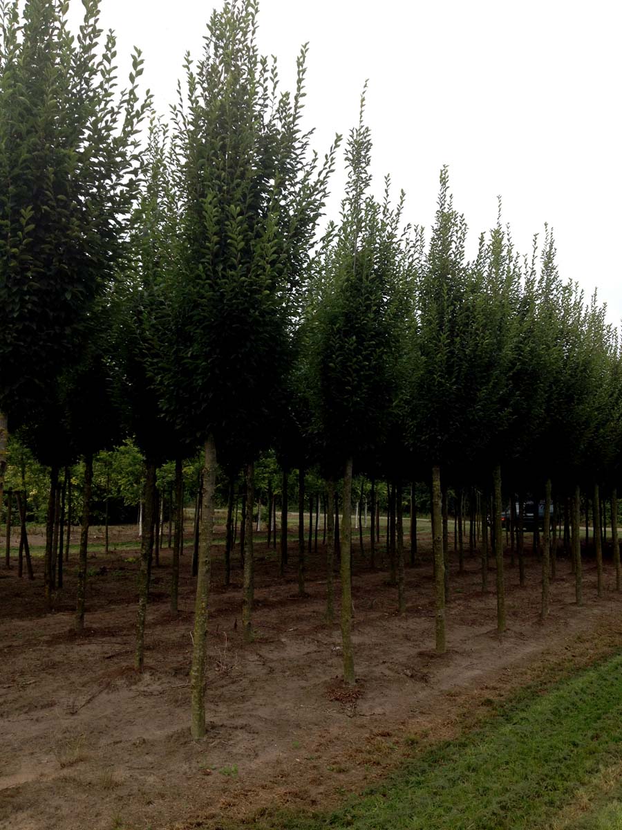 Carpinus betulus 'Fastigiata' op stam op stam