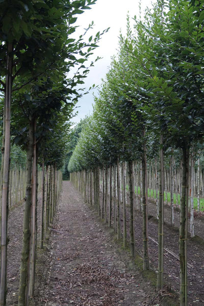 Carpinus betulus 'Fastigiata' op stam op stam