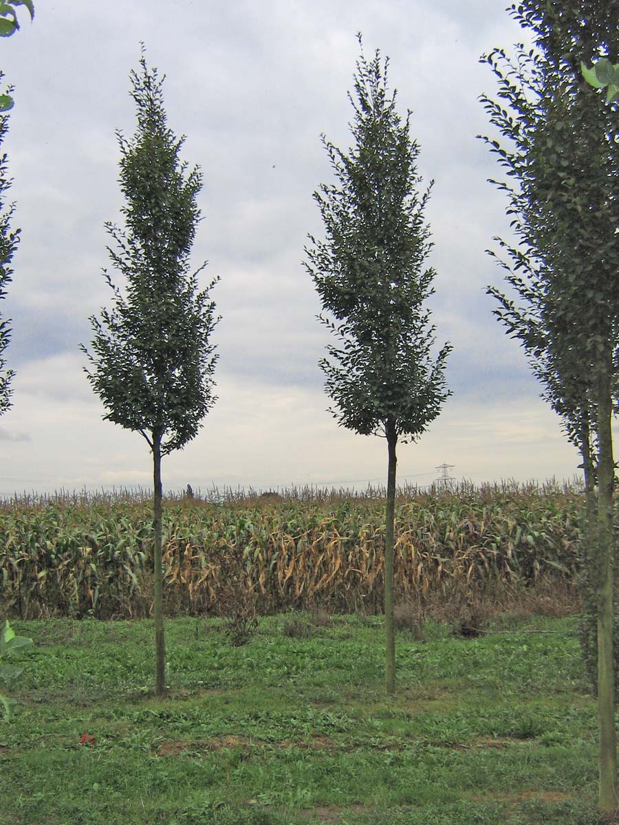 Carpinus betulus 'Fastigiata' op stam op stam