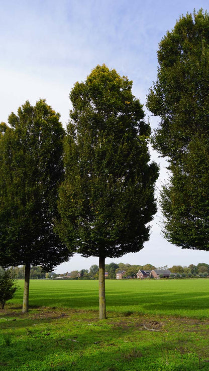 Carpinus betulus 'Fastigiata' op stam op stam