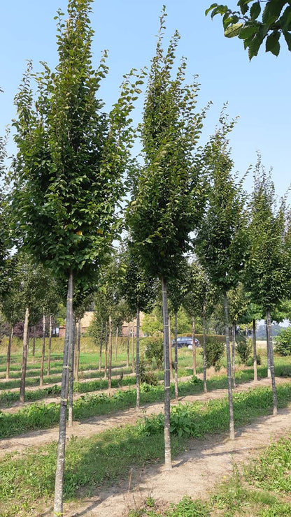 Carpinus betulus 'Frans Fontaine' op stam op stam