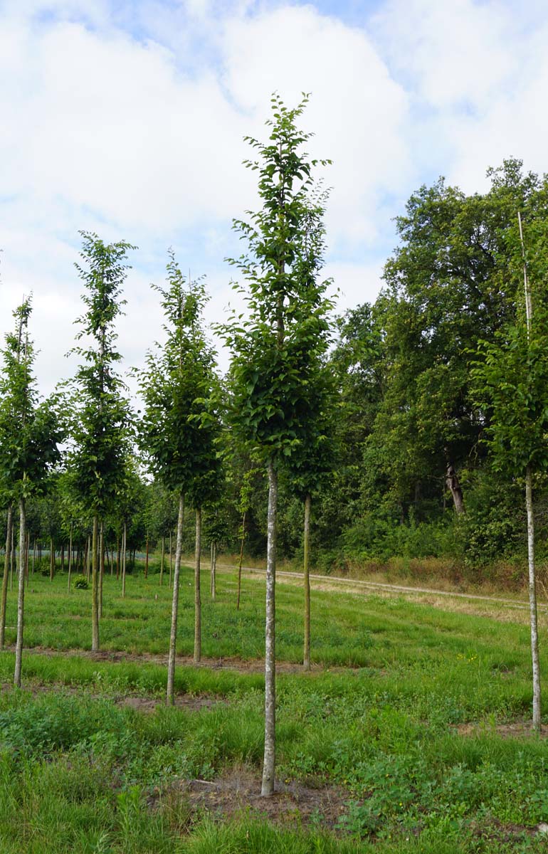 Carpinus betulus 'Frans Fontaine' op stam op stam