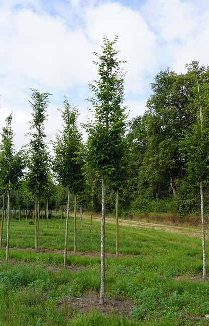 Carpinus betulus 'Frans Fontaine' op stam op stam