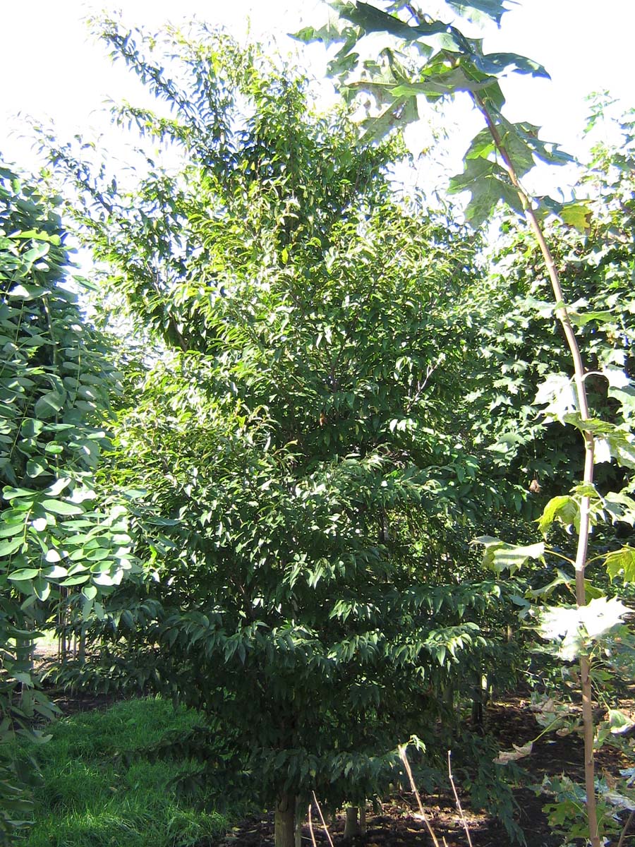 Carpinus polyneura solitair solitair