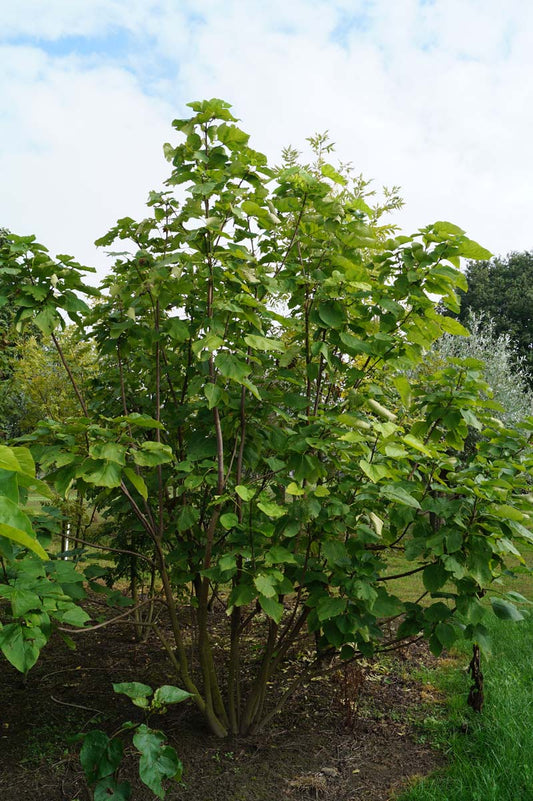 Catalpa bignonioides meerstammig / struik meerstammig