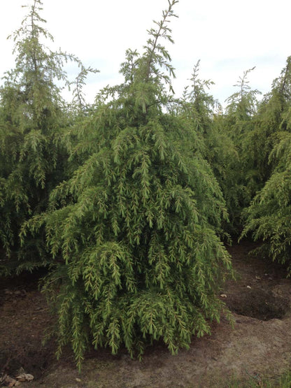 Cedrus deodara solitair solitair