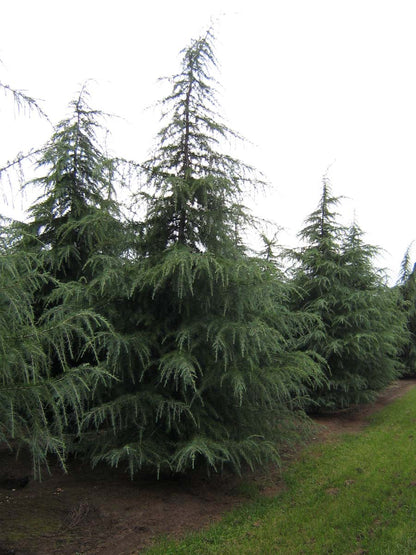 Cedrus deodara solitair solitair