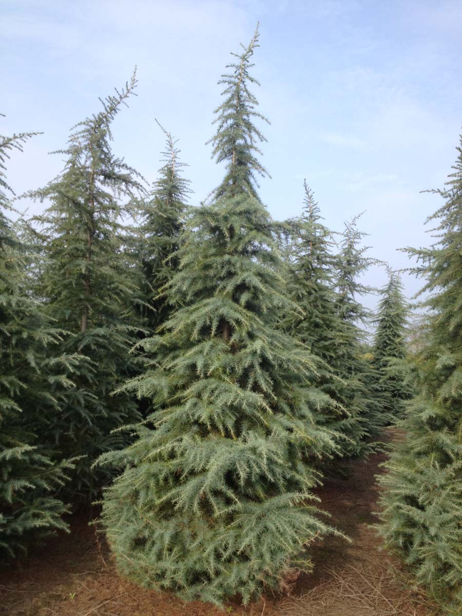 Cedrus deodara solitair solitair