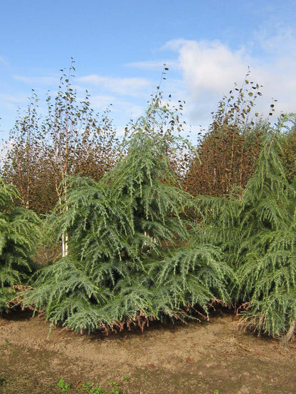 Cedrus deodara solitair solitair